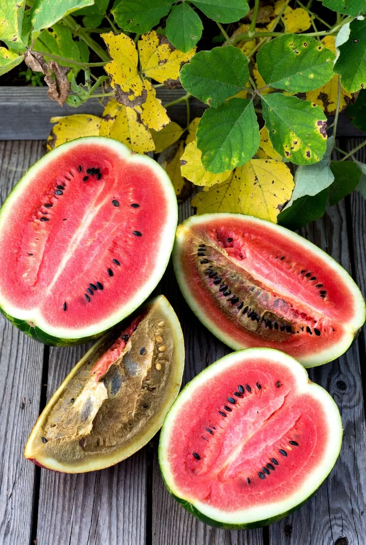 Choroby arbuza: jak rozpoznać i leczyć [Zdjęcia + opisy]